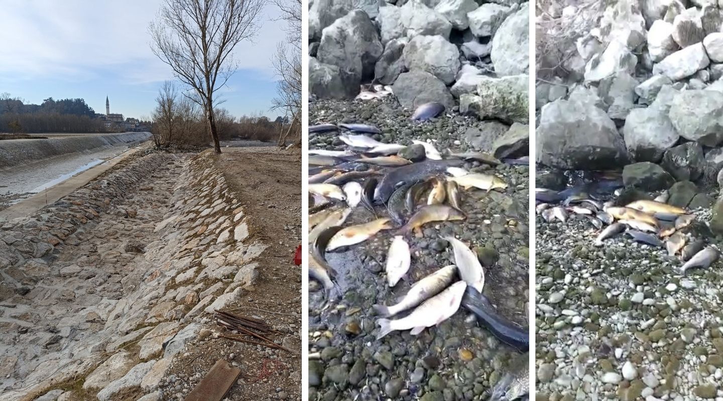 Il fiume Isonzo senza acqua, moria di pesci a causa della siccità